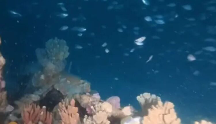 Zgjidhet misteri 150-vjeçar/ Gjenden në Australi rrënojat e anijes me avull City of Hobart